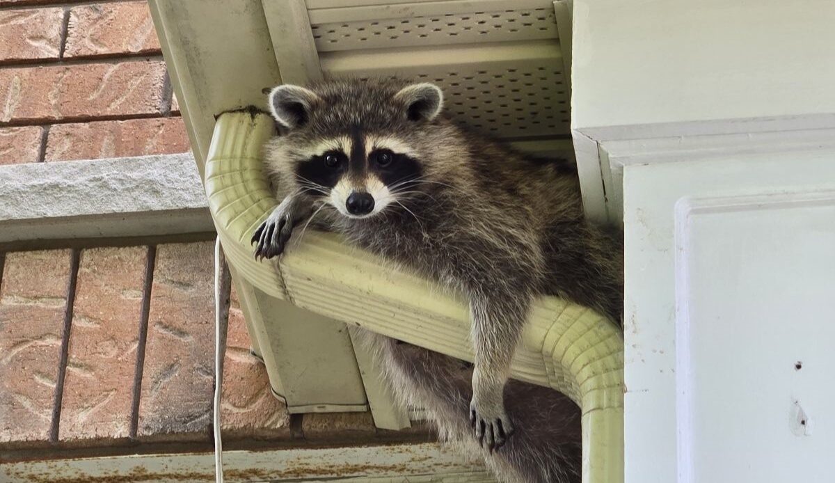 A raccoon lounging on a tan-colored plastic gutter downspout, tucked directly underneath the white soffit of a brick house.