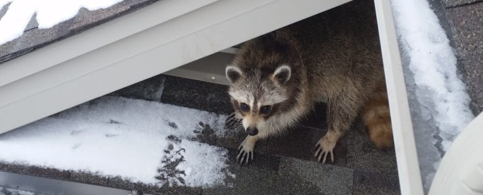A raccoon standing on a shingled roof under a protective overhang, surrounded by patches of snow with visible paw prints in the frost.