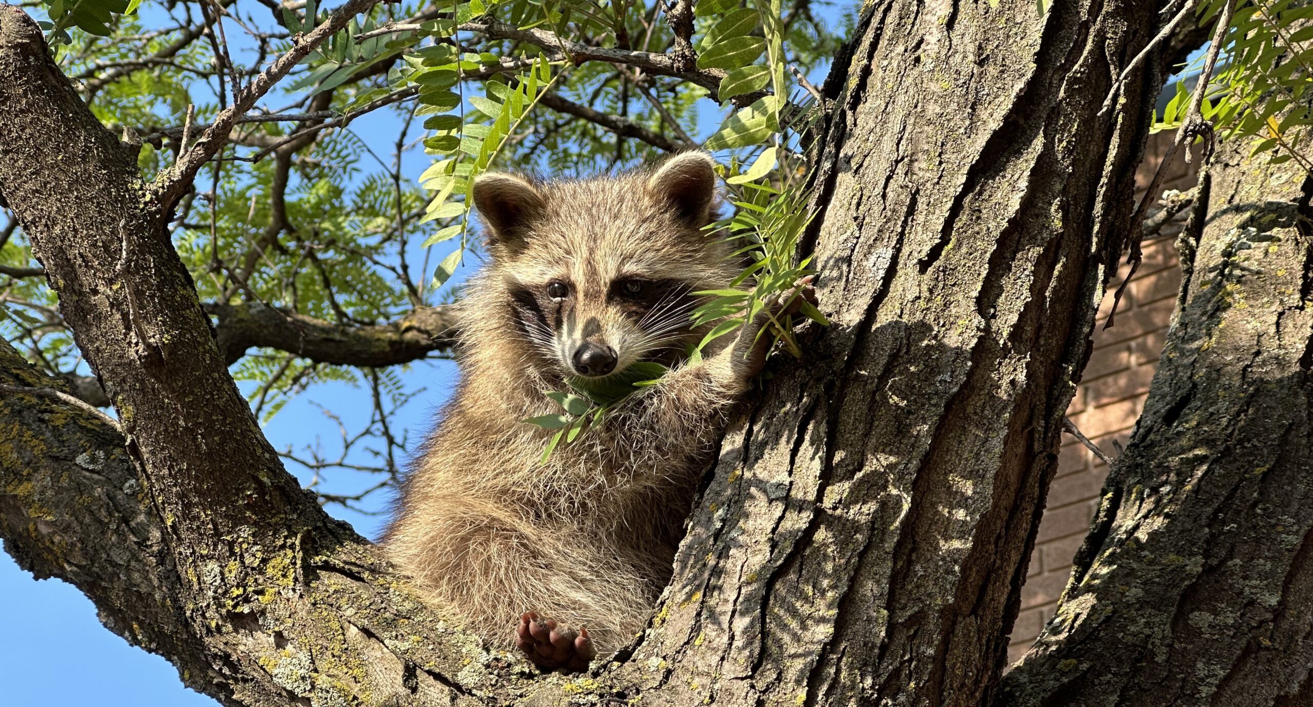 A close up view of a raccoon sitting between thick tree branches with green leaves under a blue sky.