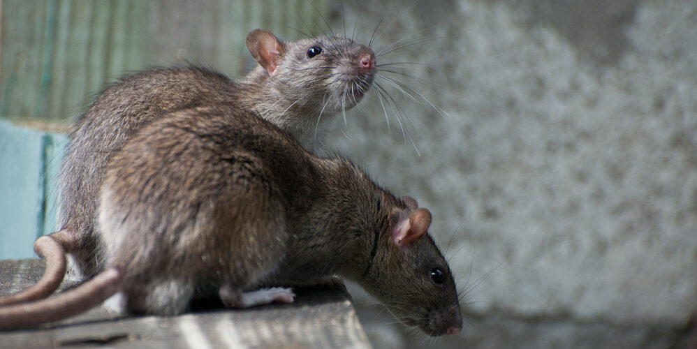 A close-up of a brown rat crouching on green mesh screening in a dimly lit area against a corrugated metal wall.