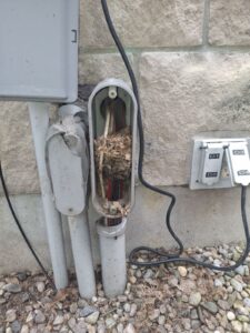 An open grey electrical conduit box on a stone wall filled with dry leaves and nesting debris wrapped around colored electrical wires.