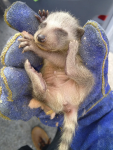A close-up of a tiny, sleeping baby raccoon with grey fur and closed eyes being held safely in a thick, blue protective wildlife handling glove.