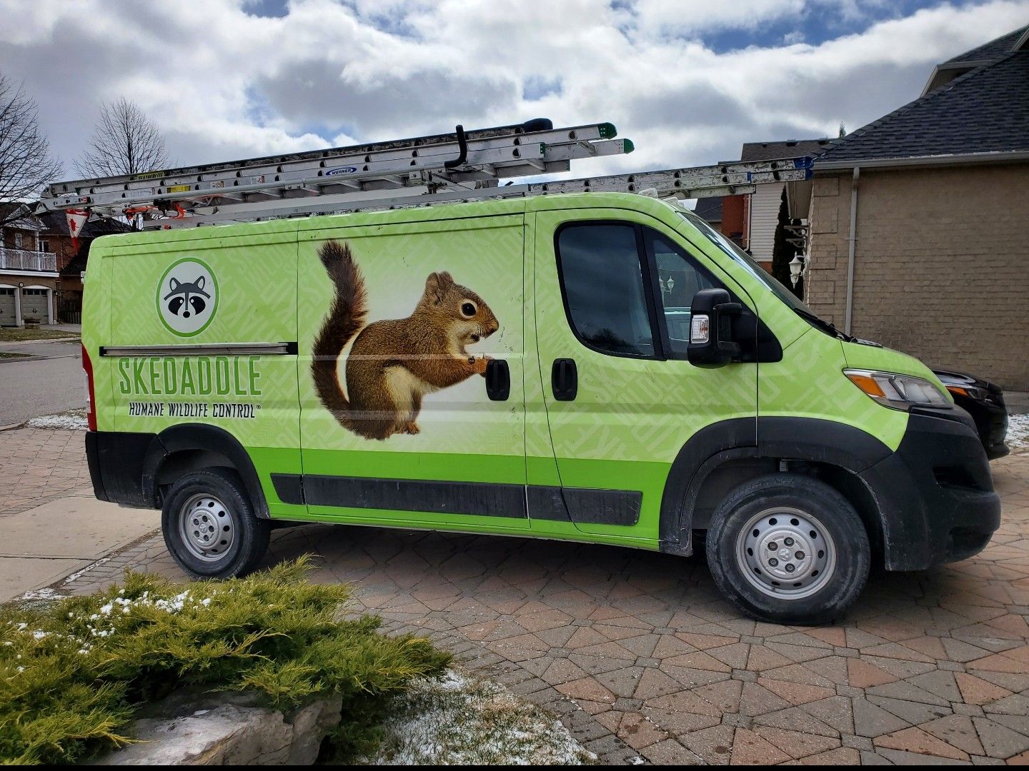 Skedaddle Humane Wildlife Control Service Truck in Toronto Residential Driveway A bright green Skedaddle Humane Wildlife Control service van with a squirrel graphic and roof ladders parked in a suburban brick driveway.