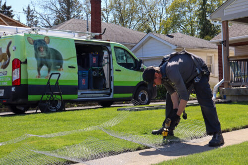 Skedaddle Humane Wildlife Control Technician Preparing Exclusion Mesh A wildlife technician in a safety harness prepares a galvanized steel mesh screen on a front lawn next to a green Skedaddle service van.