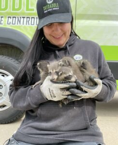 A smiling Skedaddle wildlife technician wearing heavy-duty gloves safely holds a litter of four rescued baby raccoons in front of a service van.