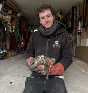 A Skedaddle Wildlife technician in a black branded hoodie kneeling in a garage while holding several baby raccoon kits in red protective gloves.