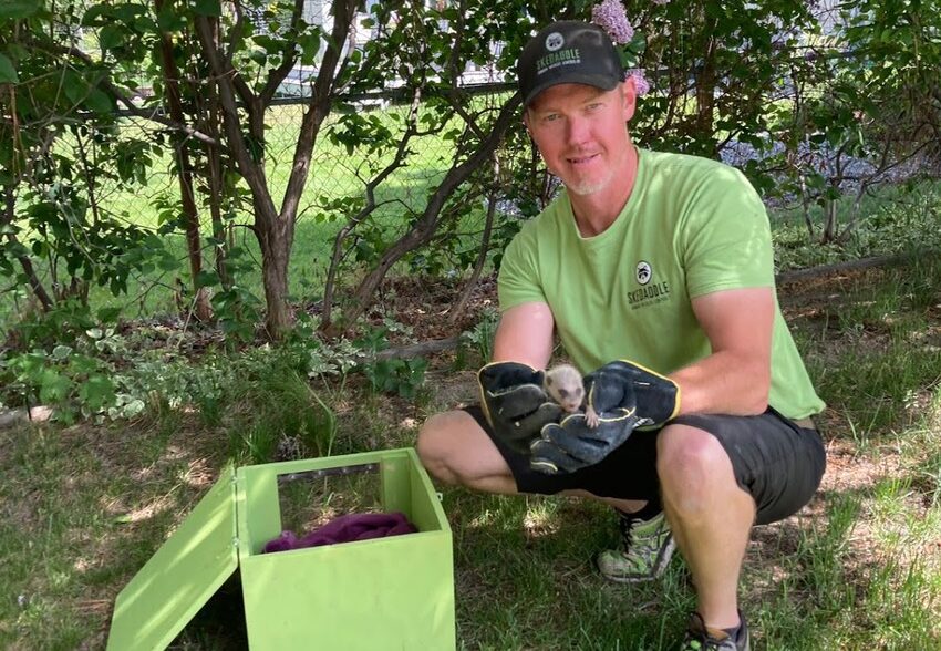 A Skedaddle wildlife technician wearing gloves squats on a lawn while holding a rescued baby animal next to a green heated baby reunital box.