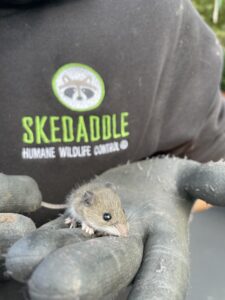 A close up of a tiny field mouse resting gently on a technician's gloved hand, with the black and green Skedaddle Humane Wildlife Control logo visible on their hoodie in the background.