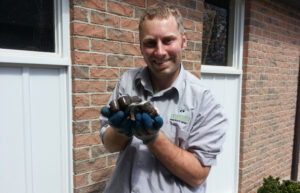 A Skedaddle wildlife technician holding four black and white baby skunks while standing outside in front of a house foundation.