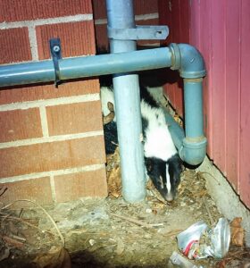 A striped skunk tucked into a narrow gap between a brick wall and red siding, surrounded by dry leaves and debris near grey utility pipes.
