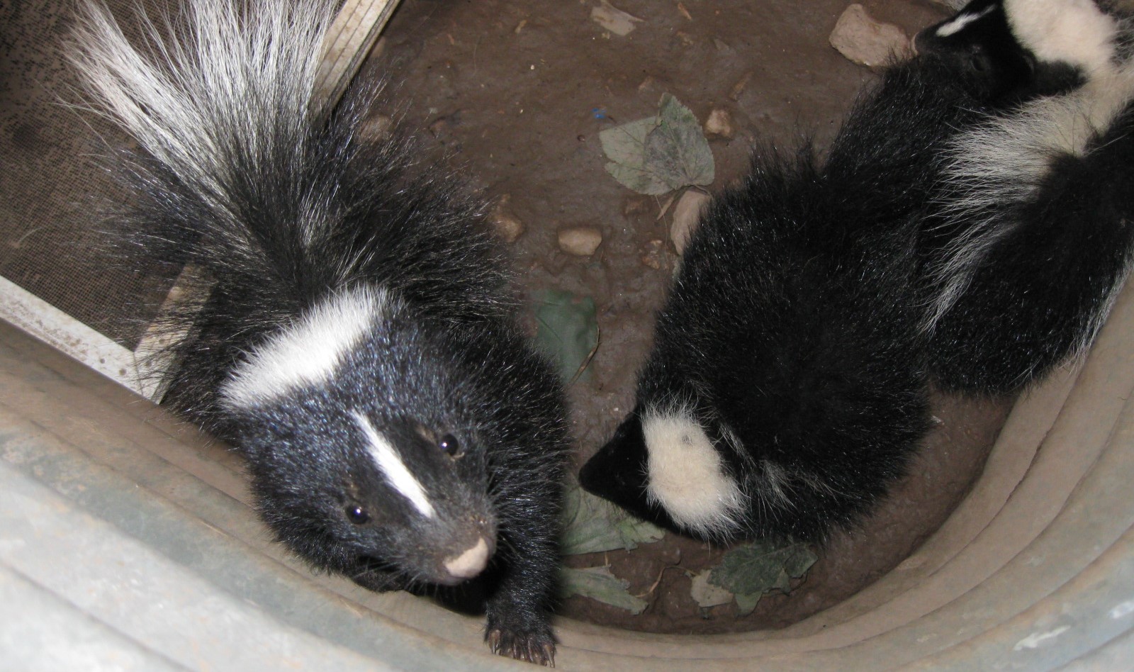 Two black and white striped skunks looking up from the bottom of a deep metal window well on a dirt floor.