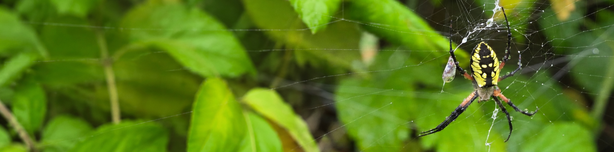 homepage-banner
