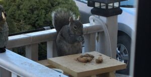 An Eastern grey squirrel sitting on a white deck railing next to a small wooden miniature picnic table piled with whole peanuts.