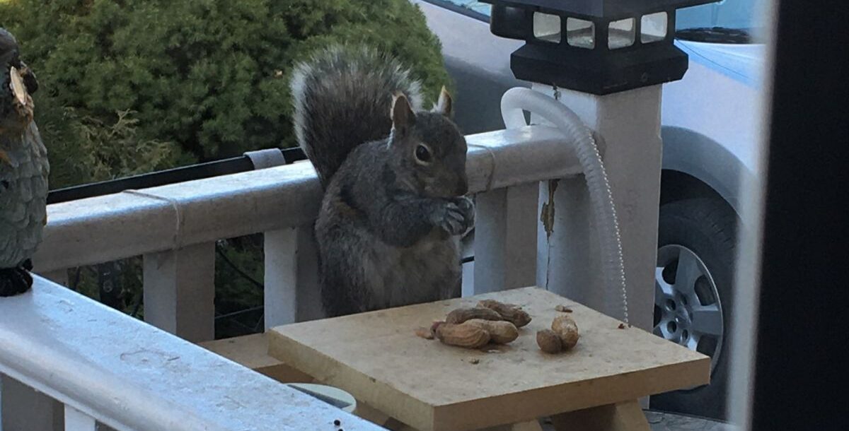 An Eastern grey squirrel sitting on a white deck railing next to a small wooden miniature picnic table piled with whole peanuts.