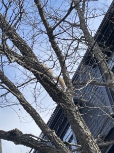 A squirrel climbing up a thick, leafless tree branch close to the roof and siding of a multi-story residential building under a blue sky.