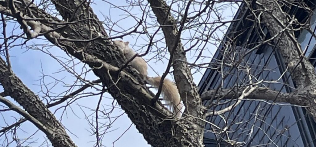 A squirrel climbing up a thick, leafless tree branch close to the roof and siding of a multi-story residential building under a blue sky.