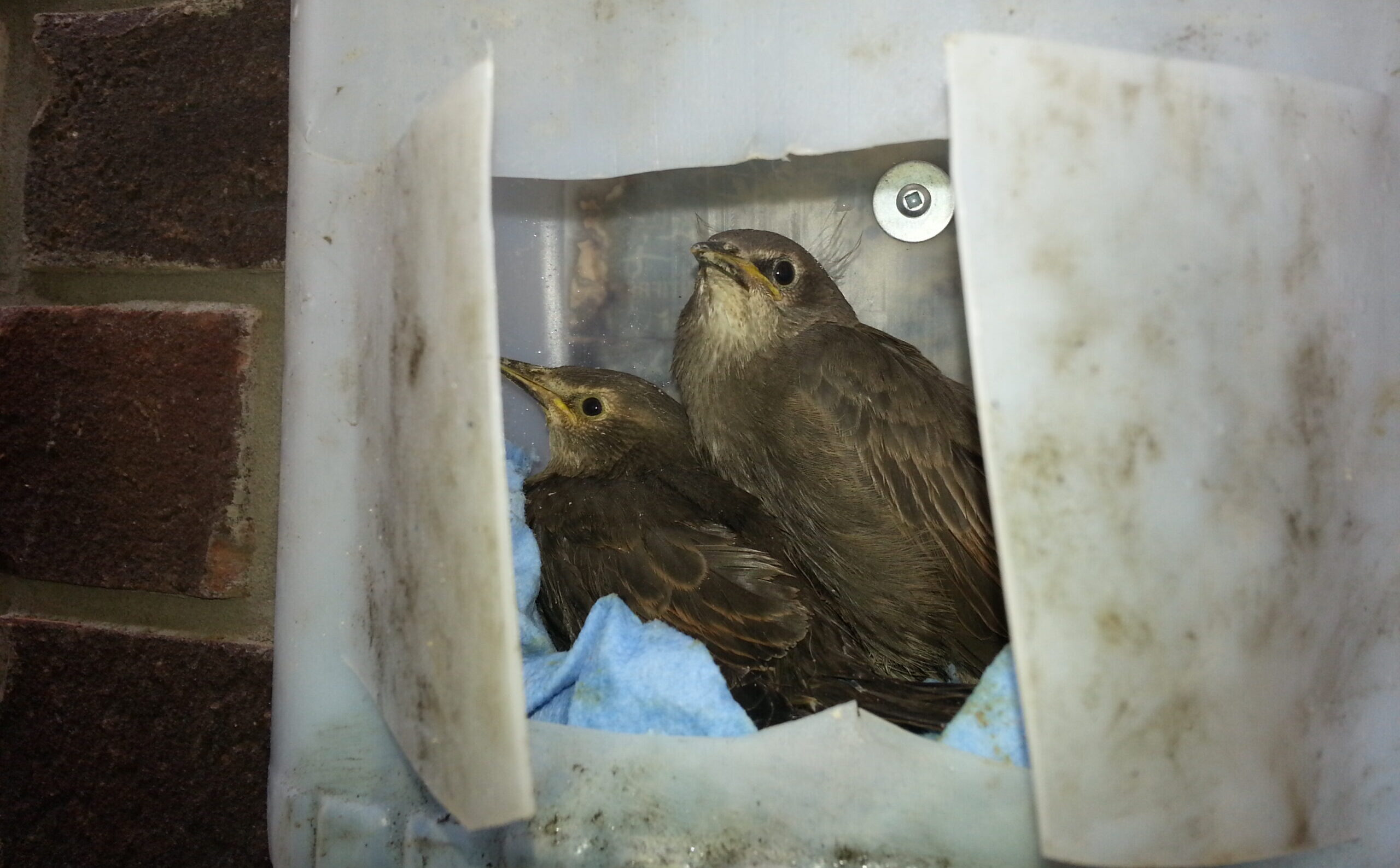 Two brown bird chicks peering out from a nest built inside a white plastic exterior wall vent on a brick house.