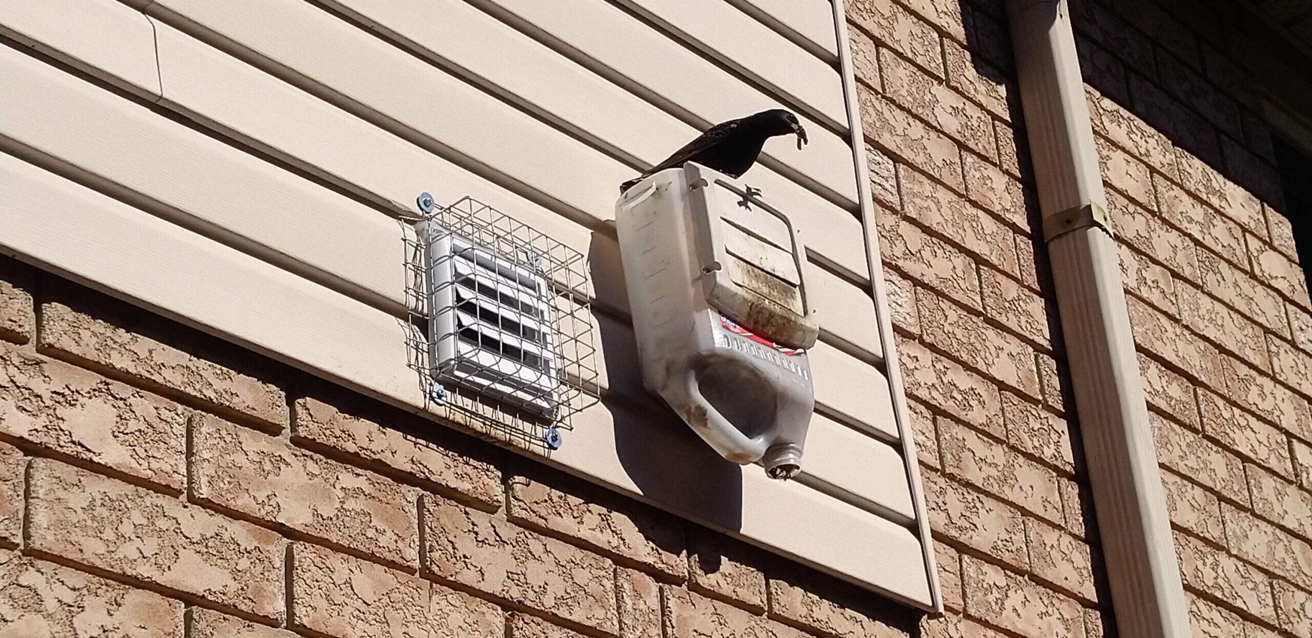 A European Starling bird perched on a plastic container attached to a wall vent, next to another vent that has been professionally secured with a wire mesh bird cage.