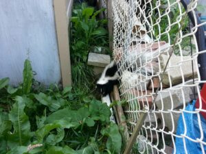 Striped skunk walking through green garden foliage