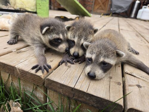 Three Baby Raccoons Huddled Together on a Wooden Deck in Hamilton Three adorable baby raccoons with distinct black eye masks huddle closely together on a weathered wooden deck.