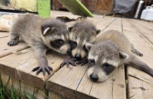 Three adorable baby raccoons with distinct black eye masks huddle closely together on a weathered wooden deck.