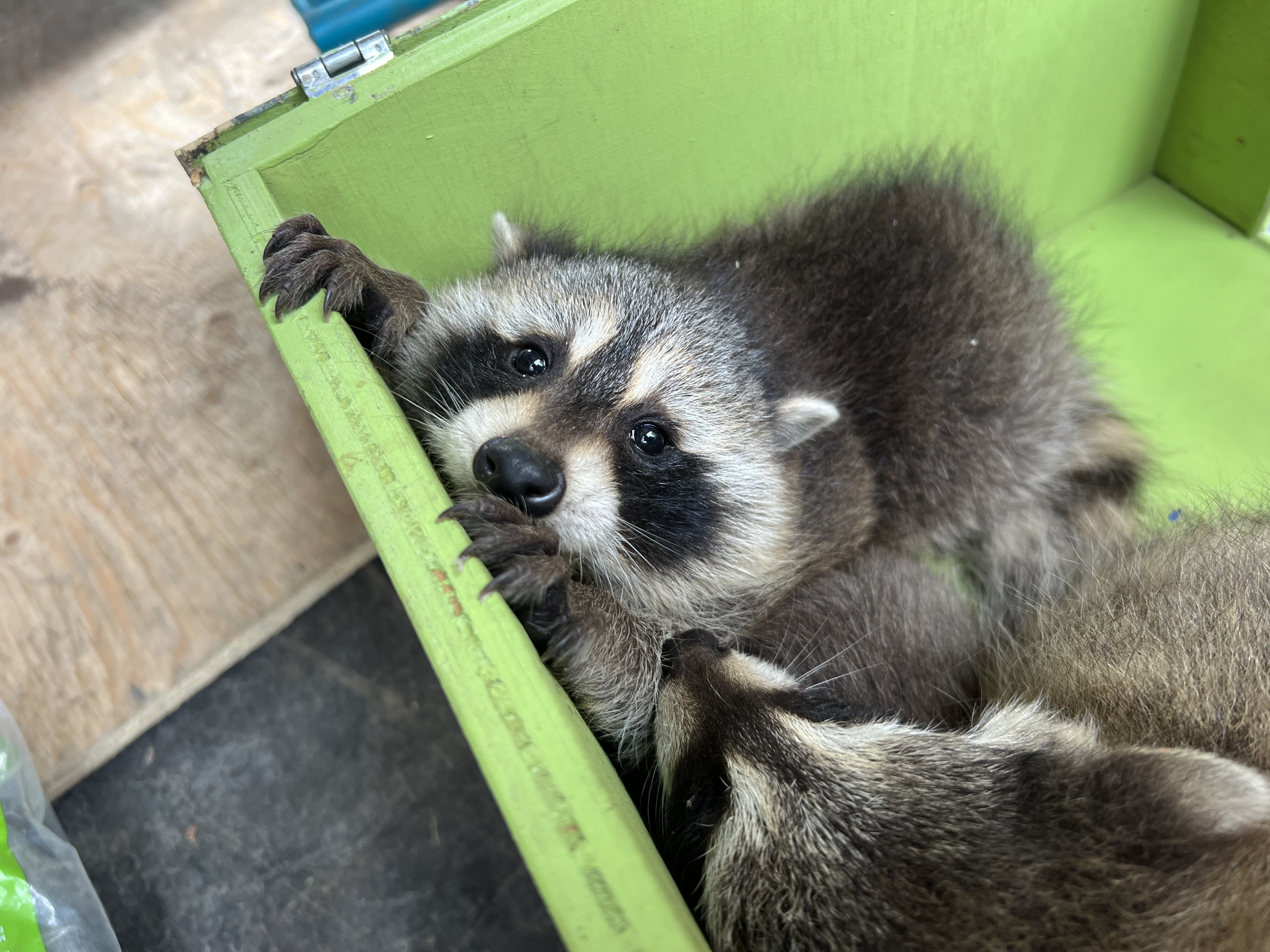 Toronto Baby Raccoons in Green Skedaddle Humane Wildlife Control Release Box A close-up of a cute baby raccoon looking out from inside a bright green wooden wildlife release box while gripping the edge with its paws.