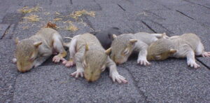 Four helpless baby squirrels with closed eyes and sparse fur huddled together on dark grey roof shingles during a humane wildlife removal.