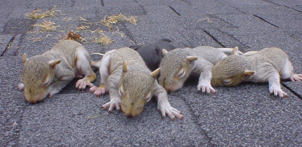 Four helpless baby squirrels with closed eyes and sparse fur huddled together on dark grey roof shingles during a humane wildlife removal.