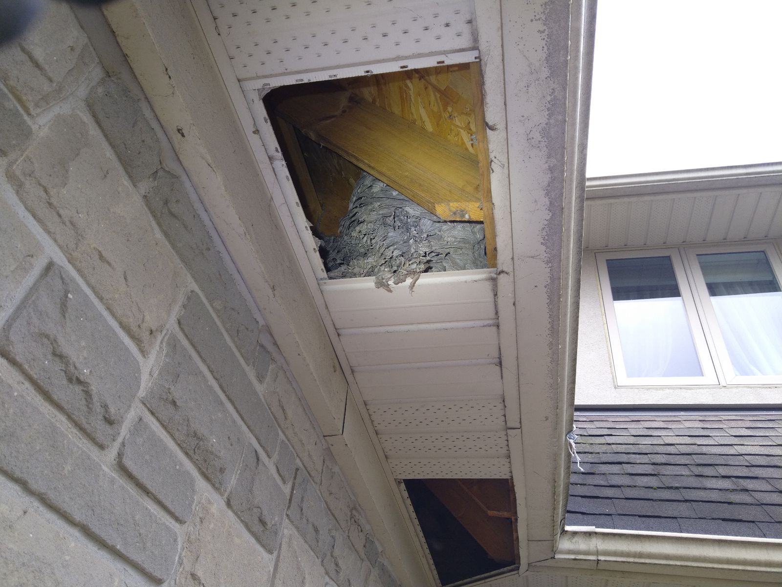 Wasp nest inspection service