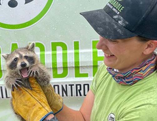 Close-up of a Skedaddle professional holding a baby raccoon