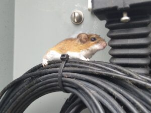 A profile shot of a tan and white deer mouse or white footed mouse crouching on a bundle of coiled black electrical cables outside a building.