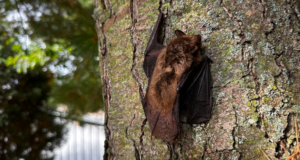 A small brown bat camouflaged perfectly against the rough textured bark of a tree trunk.