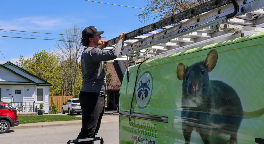 A wildlife technician in a grey long-sleeve shirt and black hat removing a long ladder from the roof rack of a lime green Skedaddle Humane Wildlife Control service van.