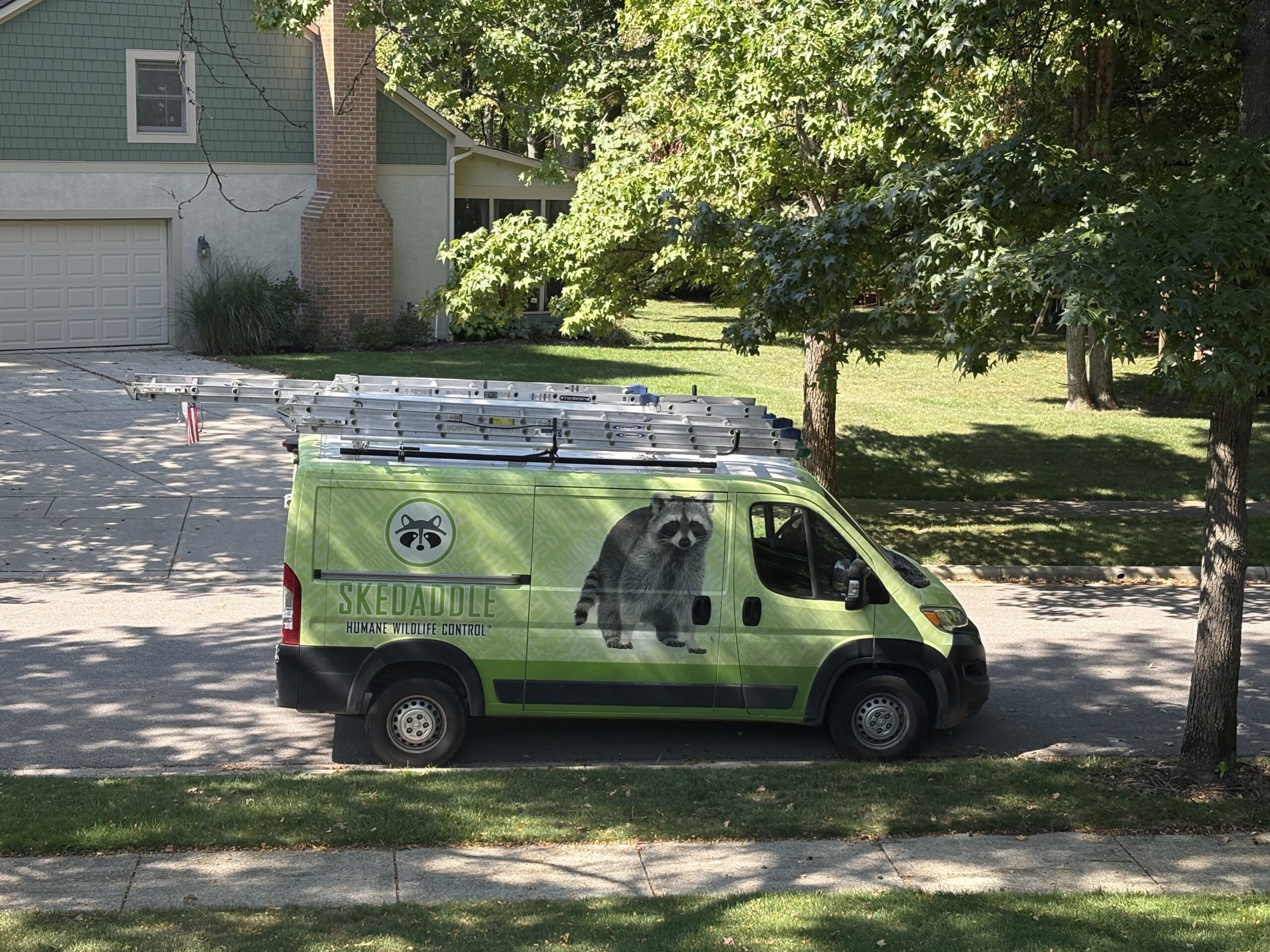 Columbus raccoon technician with raccoon skedaddle humane wildlife control april 2025