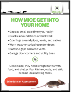 Infographic from Skedaddle Humane Wildlife Control titled "How Mice Get Into Your Home". It lists entry points including gaps small as a dime, foundation cracks, openings around pipes/vents, worn weather stripping, roofline gaps, and utility lines. Text explains mice seek warmth and food in kitchens and attics. Includes a red button labeled "Schedule an Assessment" and images of mice.
