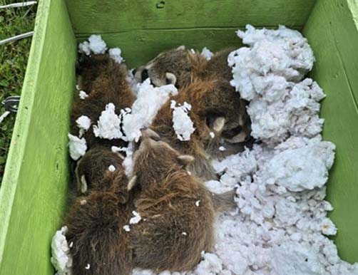 Raccoon Babies in Box Insulation