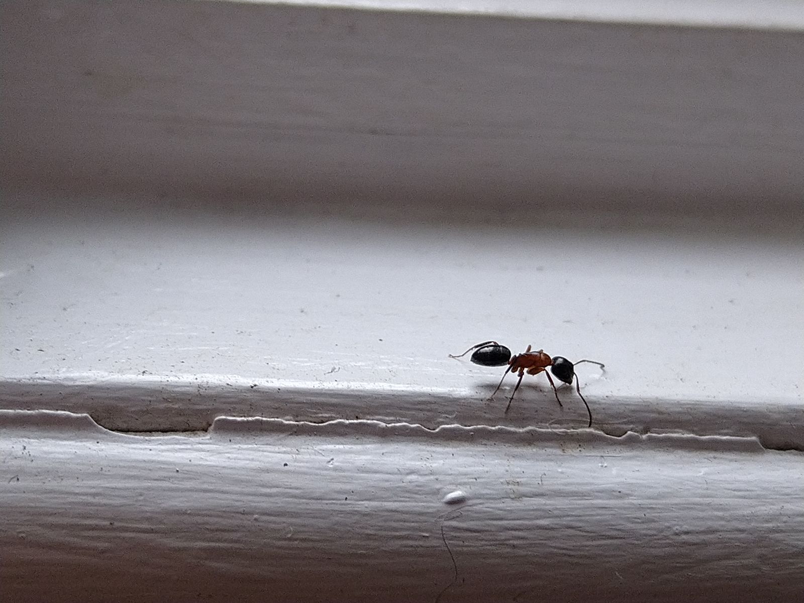 A close-up shot of a single black and red carpenter ant crawling along a white painted wooden window sill.