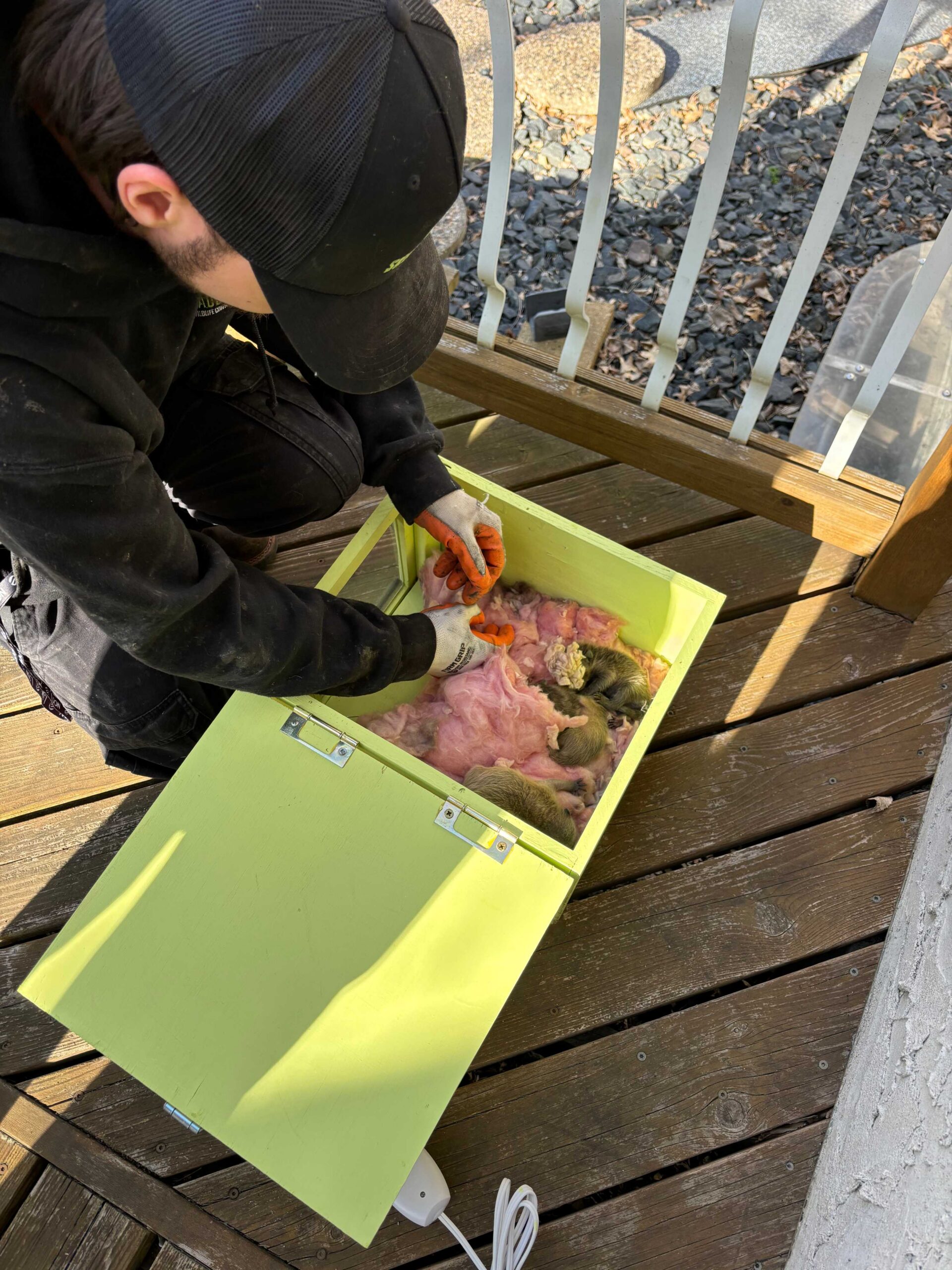 Skedaddle Wildlife technician carefully placing baby raccoons into a heated relocation box during humane wildlife removal service.