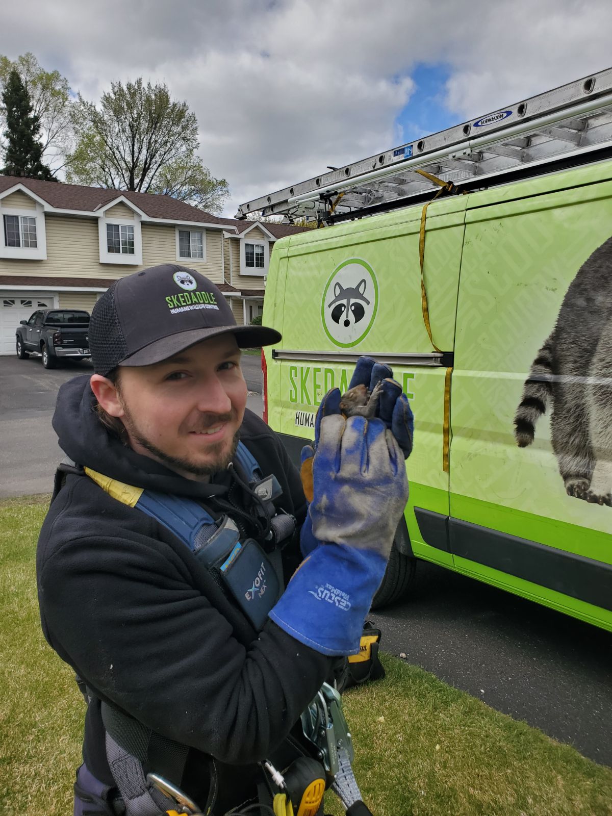 Skedaddle Wildlife technician safely holding a baby raccoon during humane wildlife removal service in a residential neighborhood.