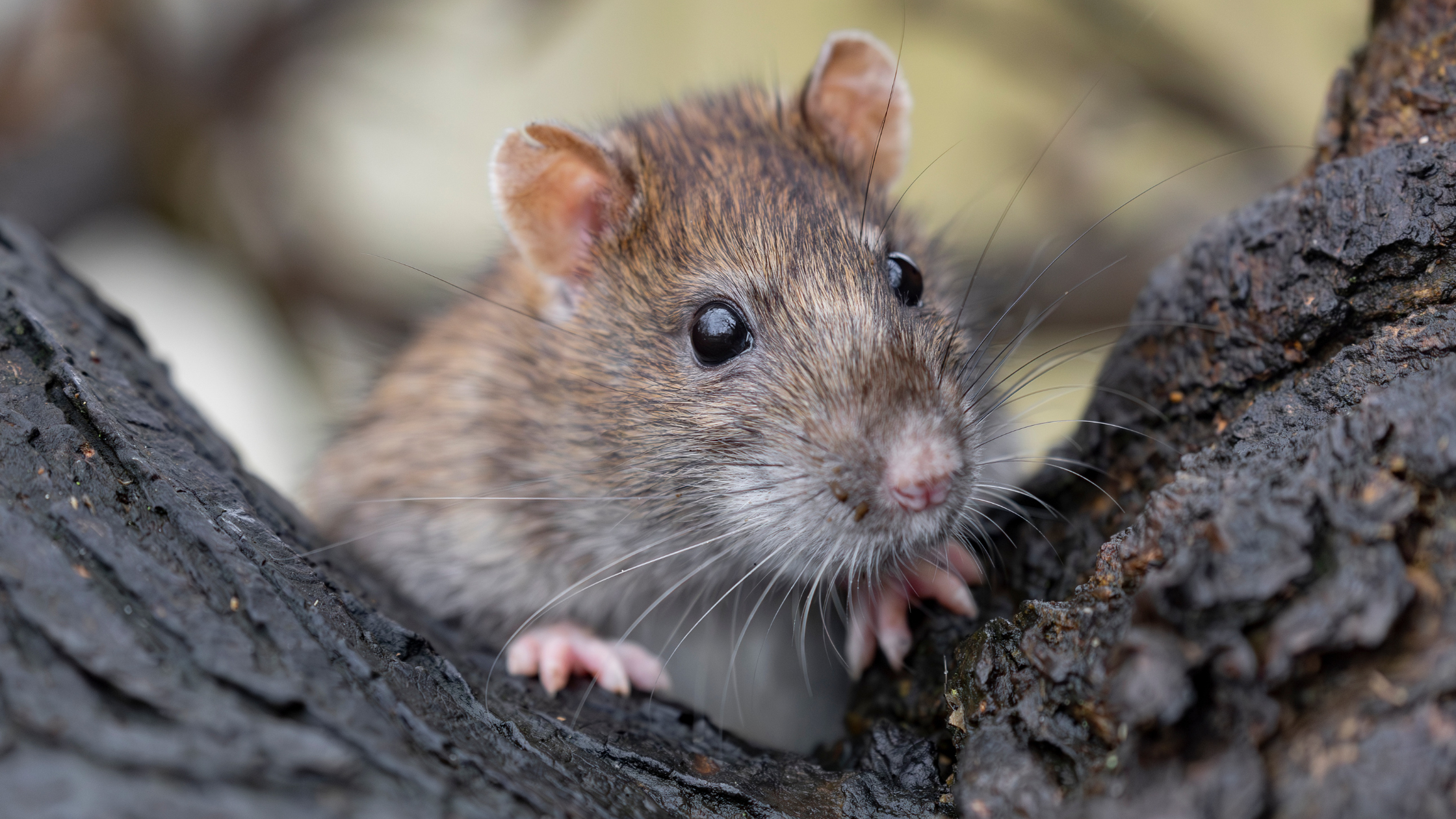 Under deck rat entry