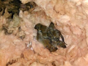 A litter of small, young baby mice clustered together inside a hollowed-out nest made of pink fiberglass home insulation