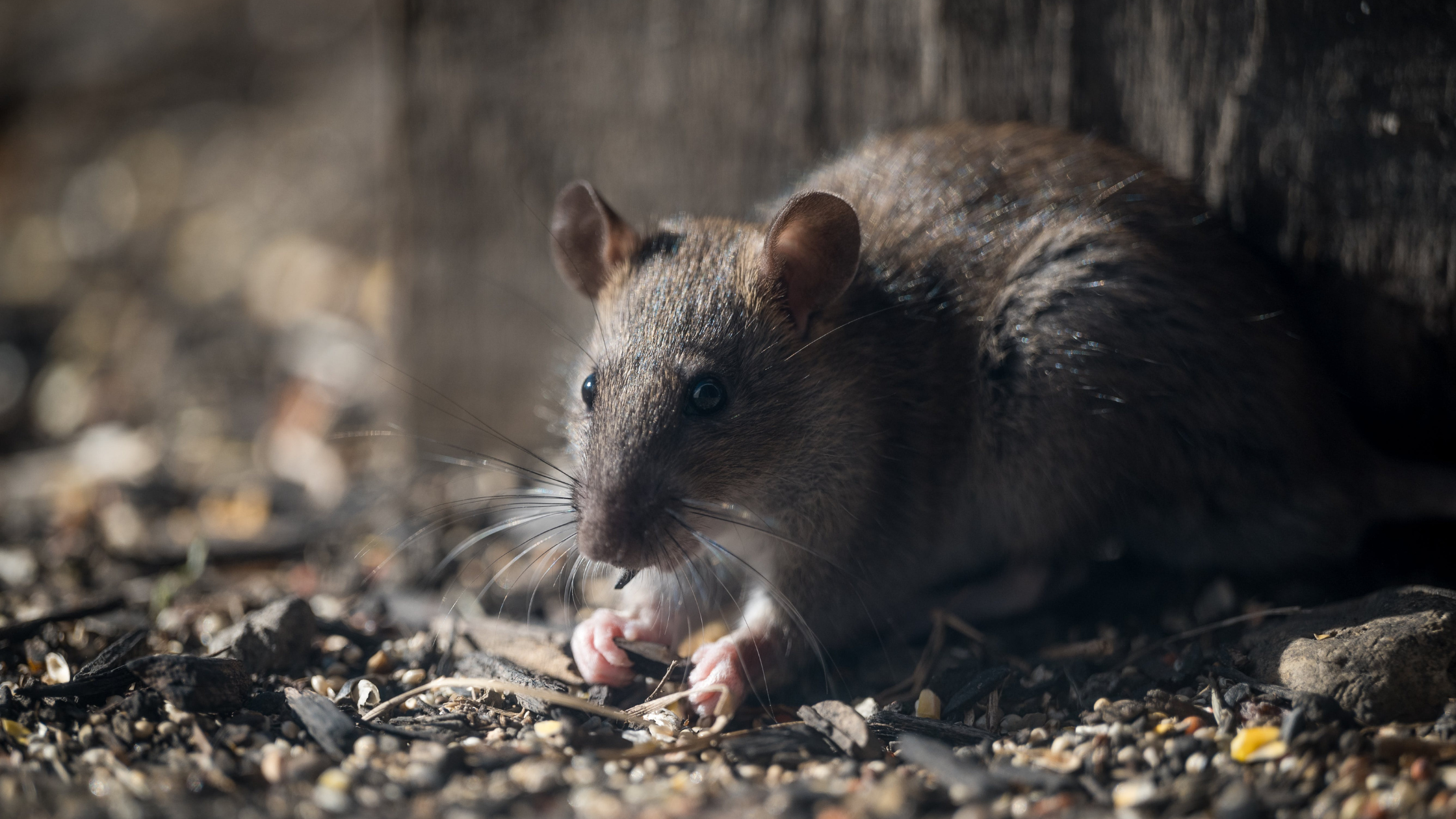 Rat entry point