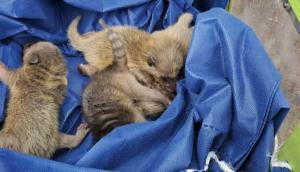 Baby Raccoons in a Skedaddle Humane Wildlife Control Heated Baby Box Baby raccoons huddled together inside a green Skedaddle humane wildlife control baby box for safe transport