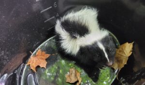 A tiny baby striped skunk sitting safely inside a deep black plastic container with dry leaves during a humane wildlife removal.