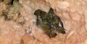 Baby rats before removal