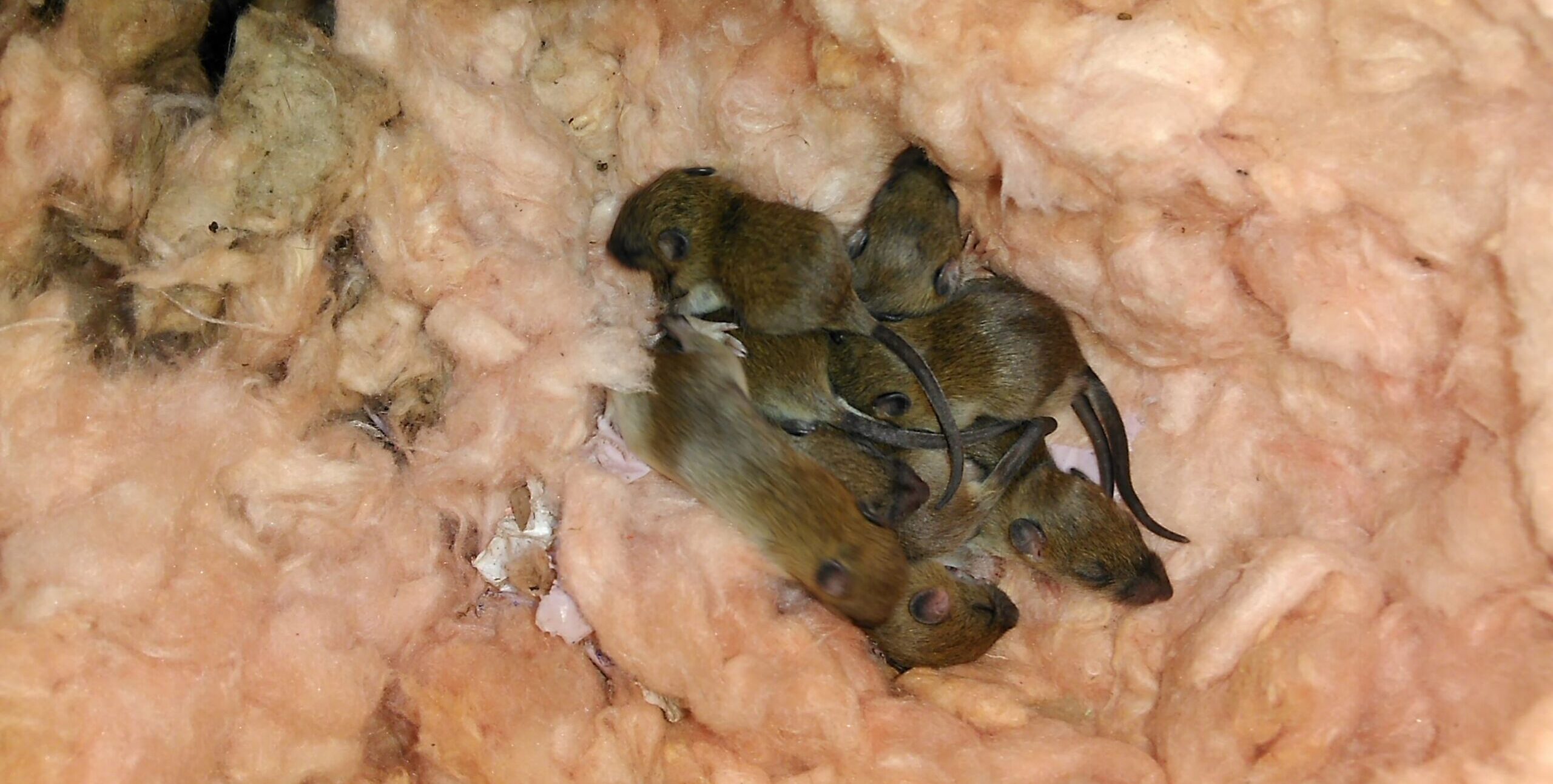 Baby rats before removal