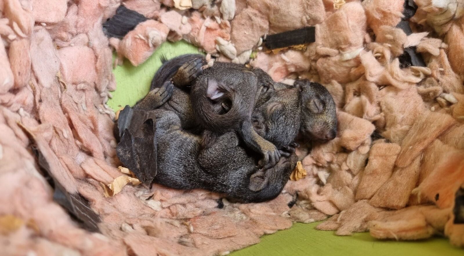 A litter of tiny grey baby squirrels with closed eyes sleeping curled up together inside a heated reunital box filled with pink attic insulation material