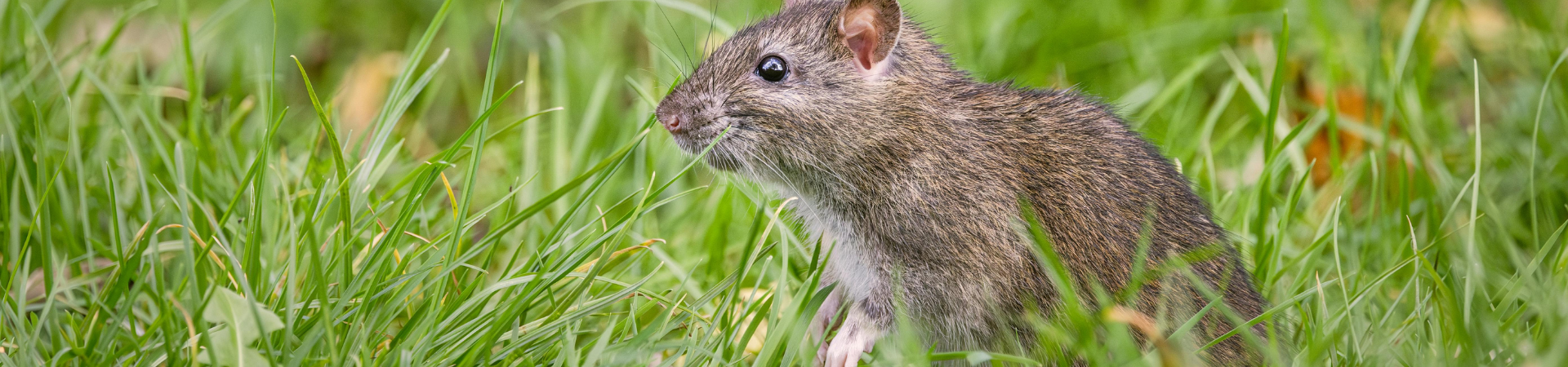 RAT