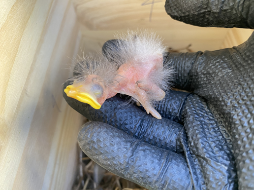 Skedaddle Bird Baby