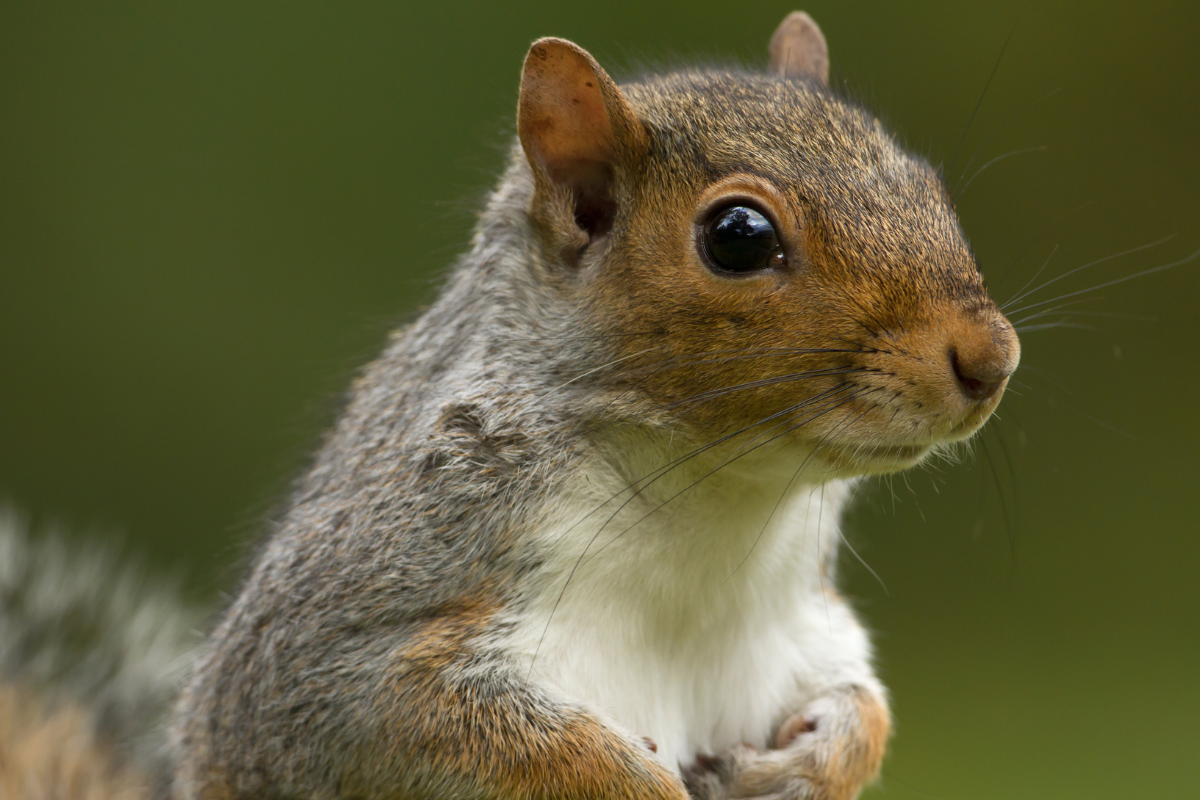 A close-up shot of a grey squirrel standing upright against a soft, blurred green background.